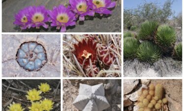Northern Mexico tours