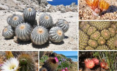 cacti of chlile tours